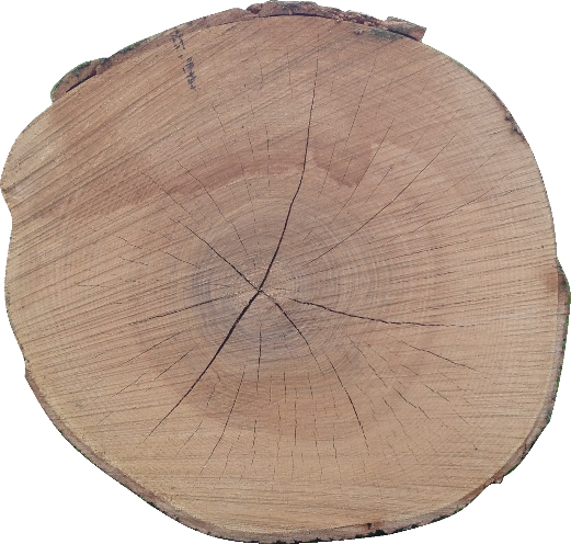 C:\Users\Lars\AppData\Local\Microsoft\Windows\INetCache\Content.Word\Baumscheibe als frühes Dartboard.png